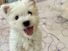 -翊宠yipet猫狗购宠庄园