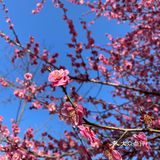 万物自有它的季节，耕种、锄草，花开时看花