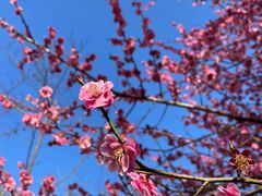 -顾村公园