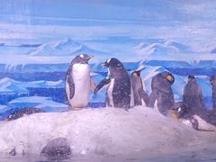 -大连老虎滩海洋公园