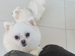 -怪兽屋·羊驼·猫咖·狗咖(俊华广场店)