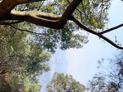 -铁山坪森林公园