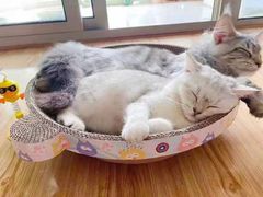 -十年猫舍·猫咪专门店(普陀店)