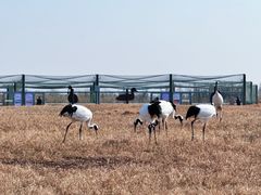-盐城丹顶鹤湿地生态旅游区