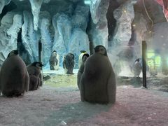 -帝企鹅自助餐厅•儿童岛•真企鹅(长隆企鹅酒店)