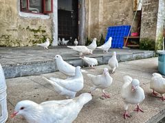 -赤坎·广东华侨国际旅游度假区