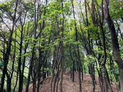 -火炉山森林公园