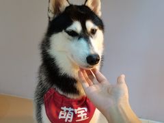 -Husky Go! 哈士奇体验馆·宠物咖啡厅狗咖
