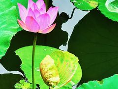 -荔湾湖公园
