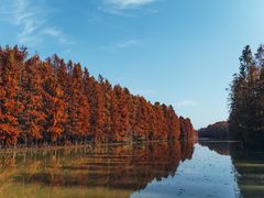 -上海海湾国家森林公园