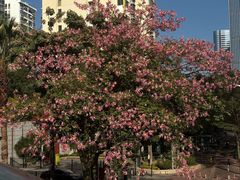 -可丽可丽·生日蛋糕·下午茶(厦门鹭港店)