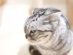 -Double Rui宠物酒店