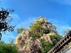 -深圳国际园林花卉博览园