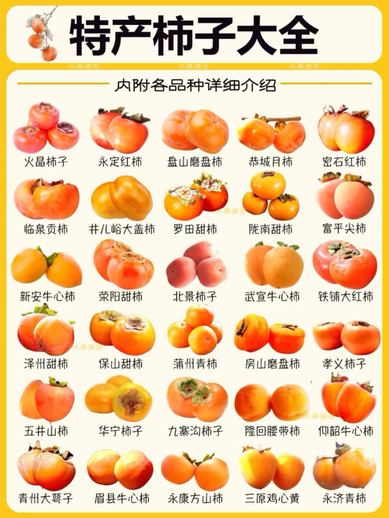柿子品种大全:一篇讲清所有柿子!