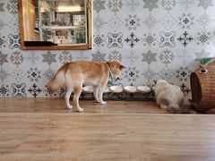 -猫小主咖啡·猫咖cat cafe(福田店)