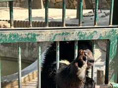 -栾川竹海野生动物园