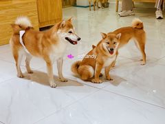 -柴源莊·柴小宠柴犬咖啡