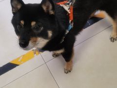 -宠福鑫康馨动物医院·骨科·眼科