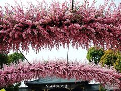 -南汇桃花村