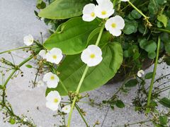 -猎德游泳池(猎德花园店)