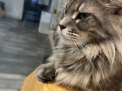 -楼上猫咖(罗湖店)