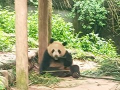 -中国大熊猫保护研究中心雅安碧峰峡基地