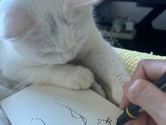 -宠颐生动物医院·猫科·心脏科(海口分院)