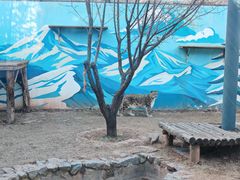 -青藏高原野生动物园