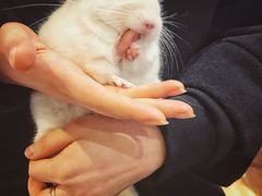 -藦茜花园宠物主题亲子互动体验馆(国顺东路店)