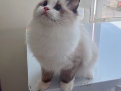 -lincat·猫舍(广州店)