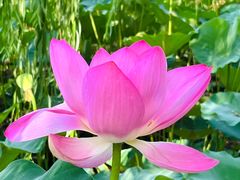 -莲花池公园