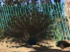 -西霞口神雕山野生动物世界
