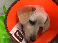 -喜多萌中农锦绣动物医院24H·猫科·牙科MRI·CT