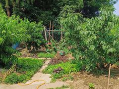 -老袁家蜜桃农场·阳山水蜜桃