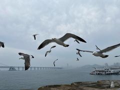 -星海湾跨海大桥