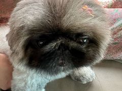 -美联众合动物医院·24h转诊中心