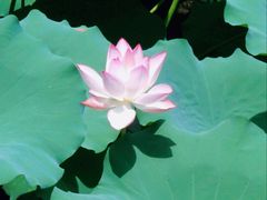 -荔湾湖公园