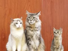 -楼上猫咖(罗湖店)