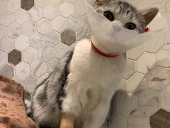 -宠爱国际动物医院·消化内科·心肾内科·ISFM猫友好(望京店)