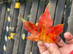 -帽儿山国家森林公园