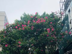 -闻酥园(青羊区文殊坊店)