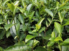 -天台国家森林公园水上茶乡九鹏溪