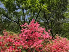 -木兰云雾山