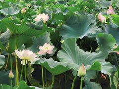 -荷塘月色湿地公园·向阳花洲