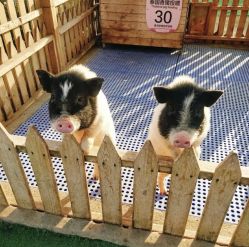 -萌宠亲子动物乐园(槐房万达店)