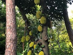 -青青世界