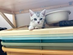 -欣宠猫屋·矮脚拿破仑·蓝金金渐层