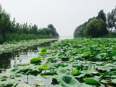 -微山湖红荷湿地景区