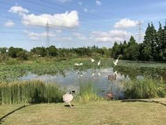 -上海长兴岛郊野公园