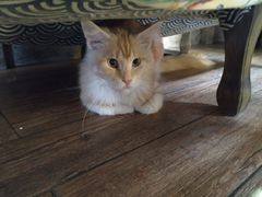 -more than meow吴止猫主题餐厅(承德 中船汇店)